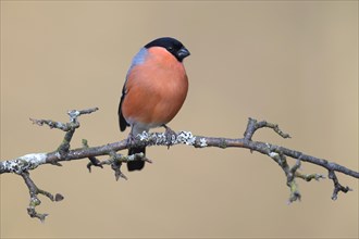 Bullfinch