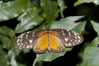 Tiger Longwing