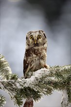 Tengmalm's owl