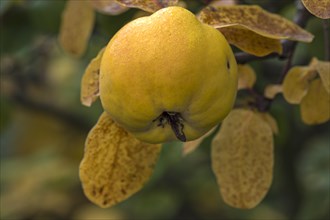Mature Quince