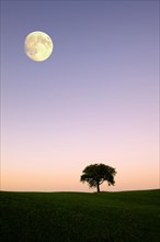 Apple tree on a hill with moon