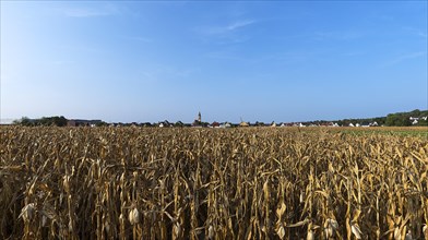 Dried Corn field