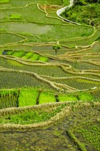 Rice terraces of Banaue