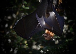 Fruit bat or flying fox