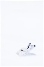 Mountain hare