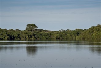 River landscape with dense vegetation at Rio Negro
