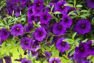 Purple Petunia flowers