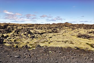 Iceland moss