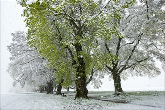 Lime tree alley