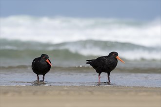 Two variable oystercatcher