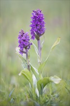 Western Marsh Orchid
