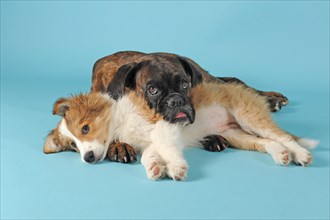 Boxer