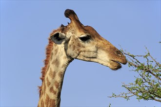 Cape Giraffe