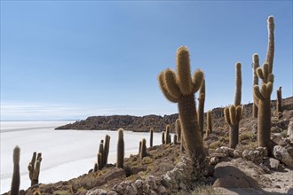 Isla Incahuasi with centuries-old cacti