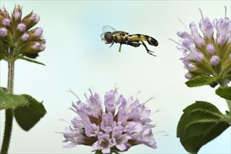 Thick-legged hoverfly