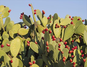 Prickly pear