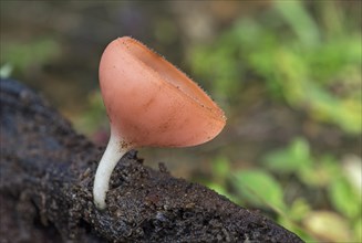 Neotropical cup fungus