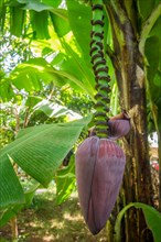 Closeup of giant cavendish banana flower on the plantation