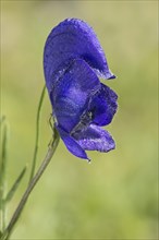 Single flower of the Blauer Eisenhut