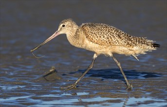 Marbled godwit