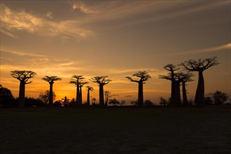 Fony baobab
