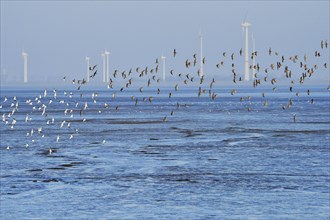 Flock of birds above the North Sea