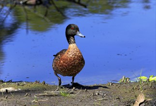 Chestnut-breasted teal