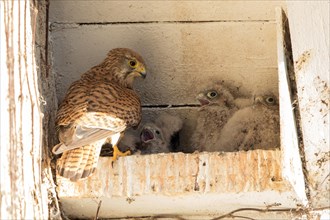 Common kestrel