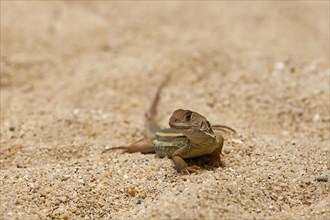 Common butterfly lizard