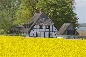 Half-timbered house with thatched roofs next to rape field