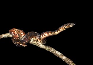 Malagasy Tree Boa