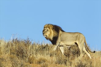Black-maned Lion