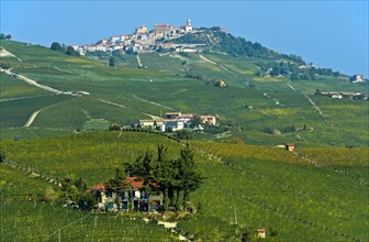 View of vineyards in La Morra