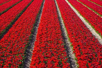 Bright red tulip field