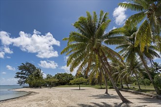 Palm trees on the beach in front of Marae Taputapuatea