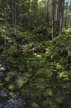 Dry course of a stream with mossy stones in the enchanted forest