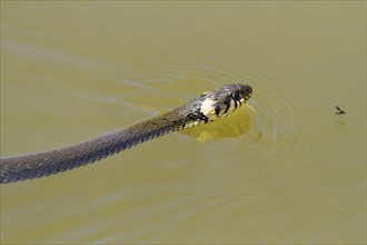 Swiming grass snake