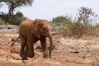 Young orphan african elephant