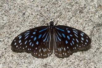 Blue glassy tiger