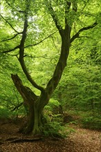 Old gnarly European hornbeam