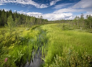 Creek flows through wetland