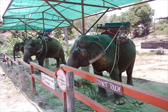 Elephant camp with riding elephants
