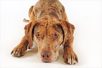 Catahoula Leopard Dog