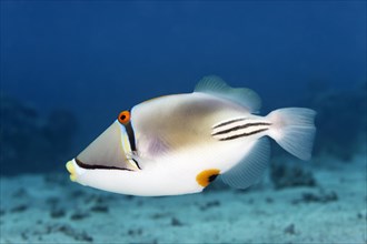Arabian Picasso triggerfish