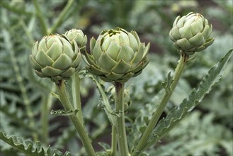 Budded inflorescence of the artichoke