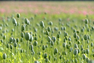 Opium poppy