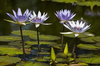 Cape blue water lilies