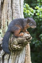 Young Eurasian red squirrel