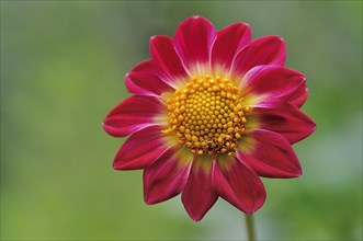 Garden dahlia