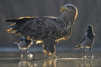 White-tailed eagle